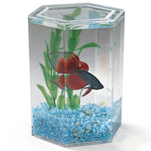 Load image into Gallery viewer, Lee’s Hexagon Betta Keepers