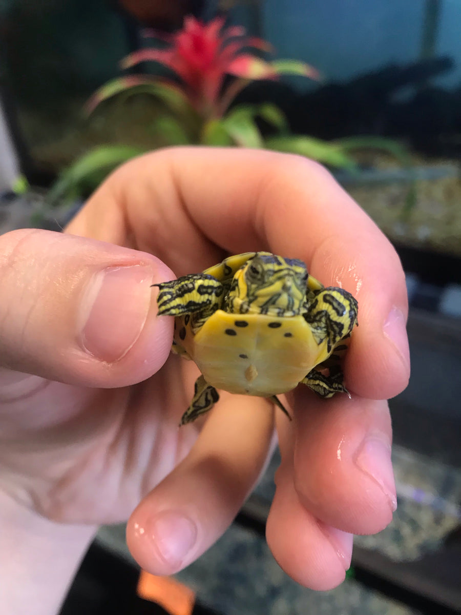 Baby Yellow Belly Slider Turtles AGE OF AQUARIUMS LIVE FISH AND PLANTS