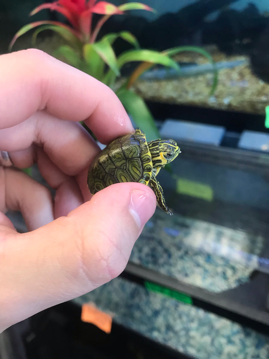 Baby Yellow Belly Slider Turtles AGE OF AQUARIUMS LIVE FISH AND PLANTS