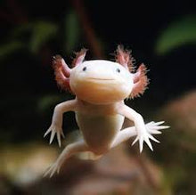 Load image into Gallery viewer, Live axolotls for sale
