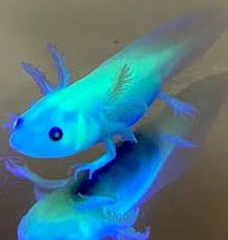 Load image into Gallery viewer, Live axolotls for sale
