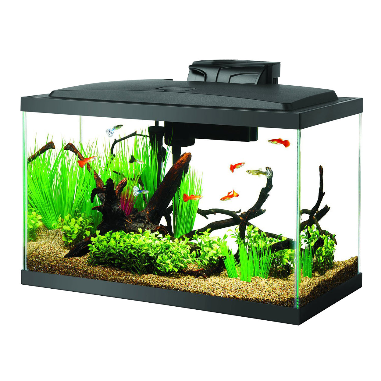 Aquarium Maintenance – ageofaquariums