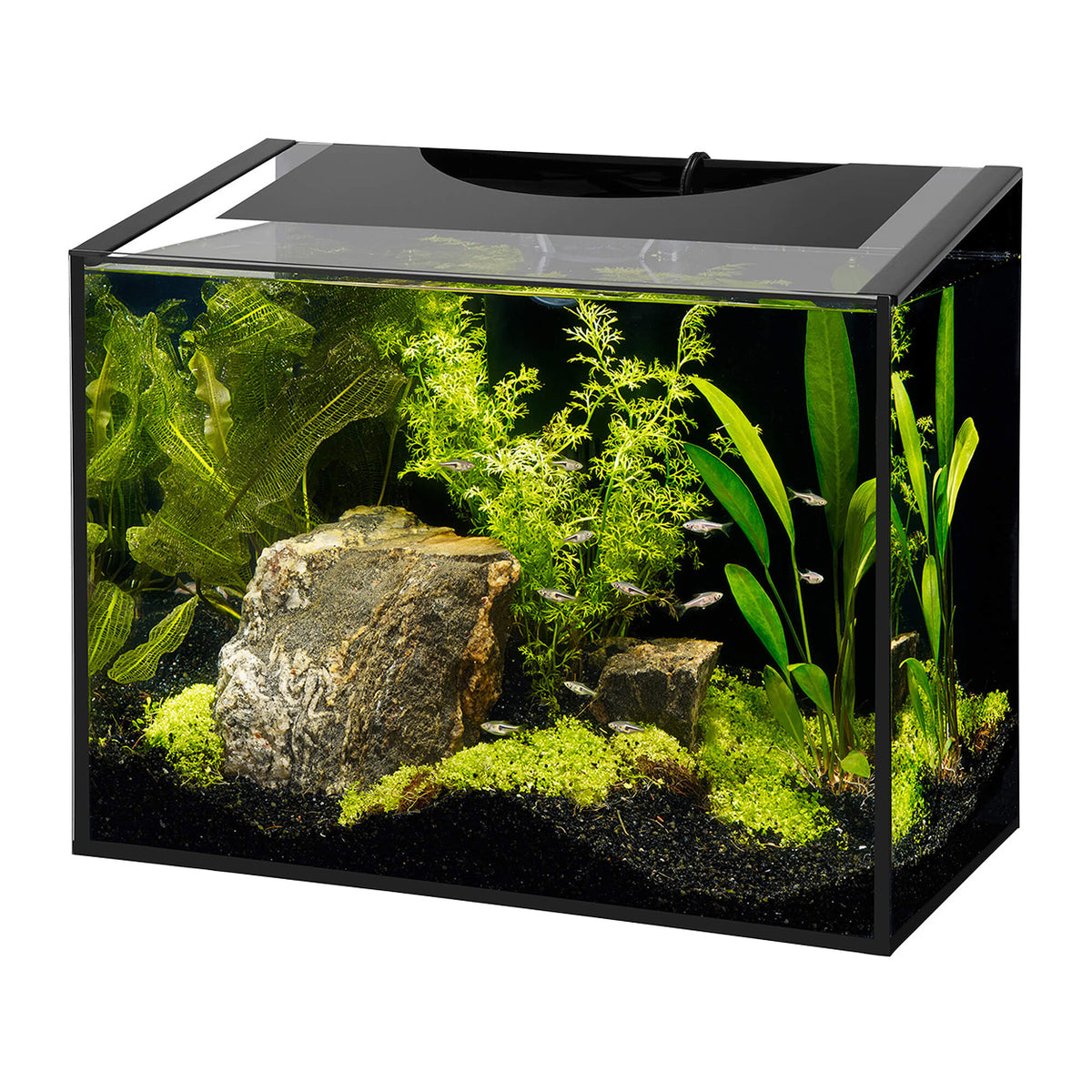 Aqueon Ascent Frameless Aquarium Kits * Pickup Only * Special Order On ...