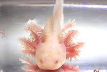 Load image into Gallery viewer, Live axolotls for sale
