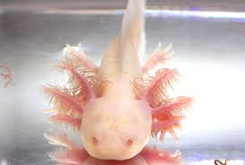 Live axolotls for sale