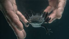 Load image into Gallery viewer, Live axolotls for sale
