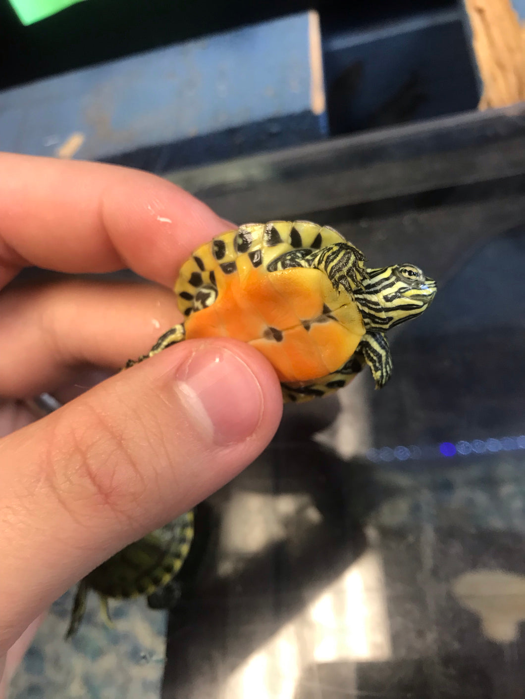 Baby Florida Redbelly Sliders