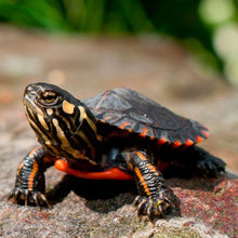 Load image into Gallery viewer, Baby Eastern Painted Turtles
