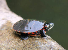 Load image into Gallery viewer, Baby Eastern Painted Turtles
